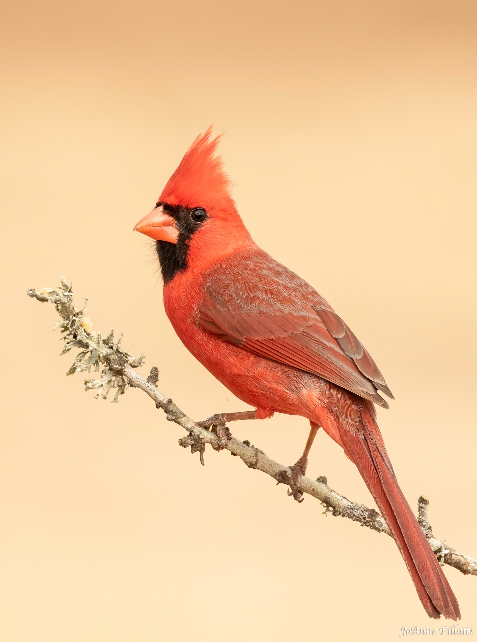 bird of texas image 4